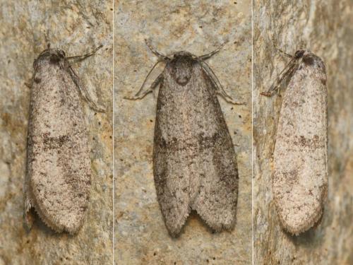 Penestoglossa dardoinella